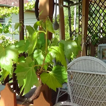 Гостевой дом Agancs Vendeghaz 3*